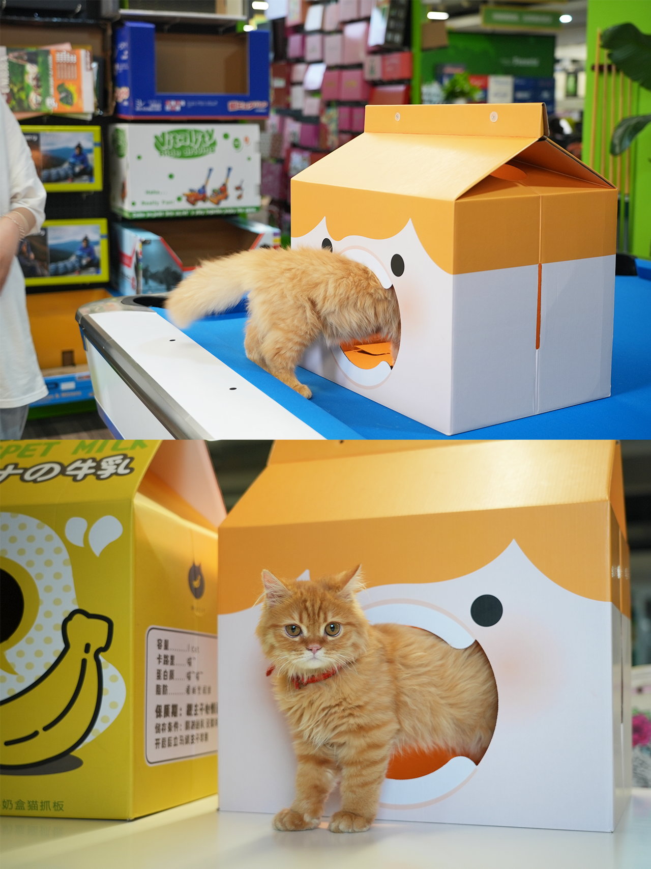 Cat House From Cardboard Box